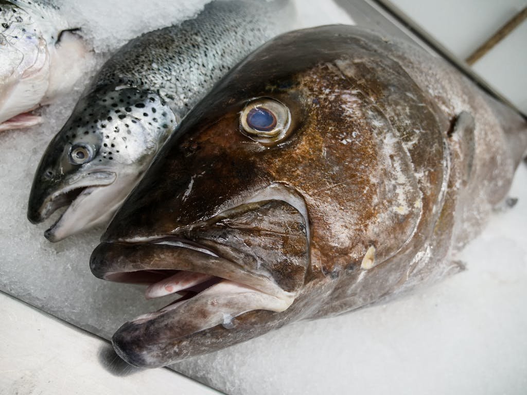 Silver Fish on White Textile